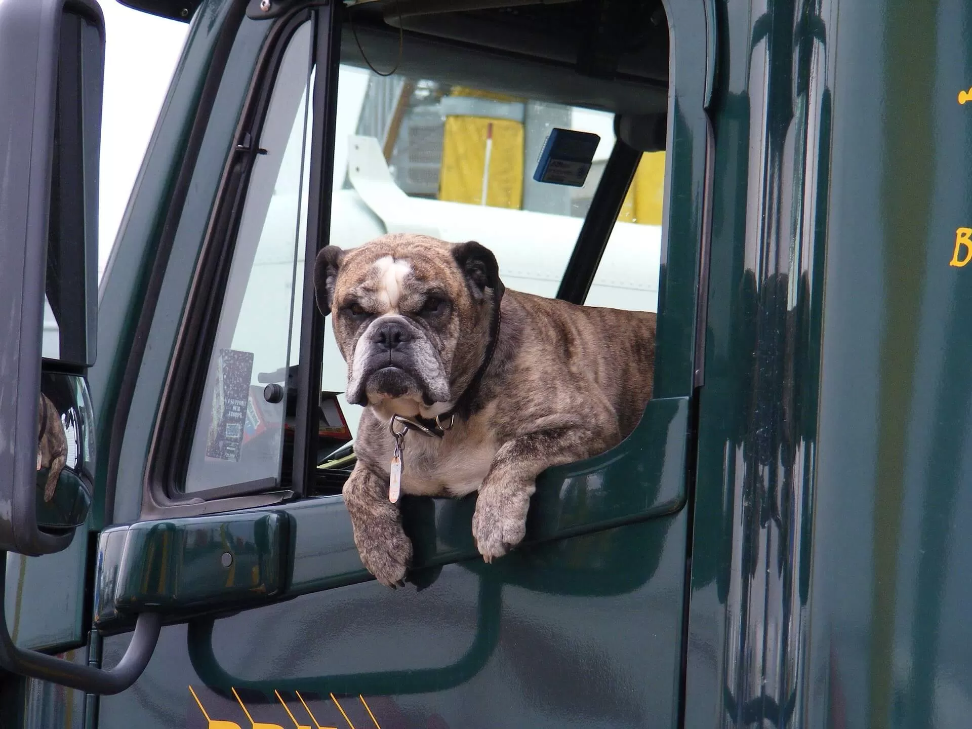 Dog inside truck