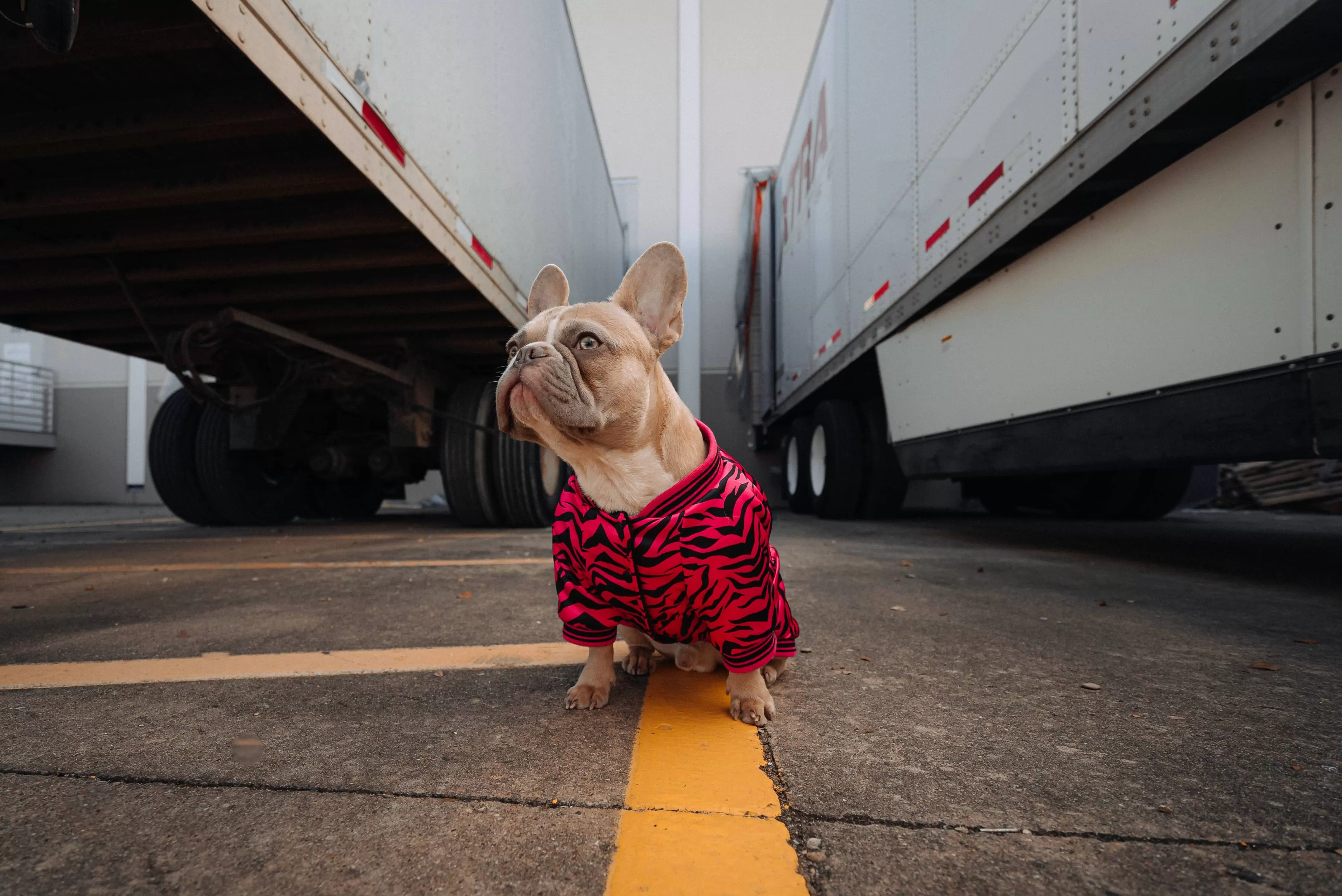 Trucking with dog