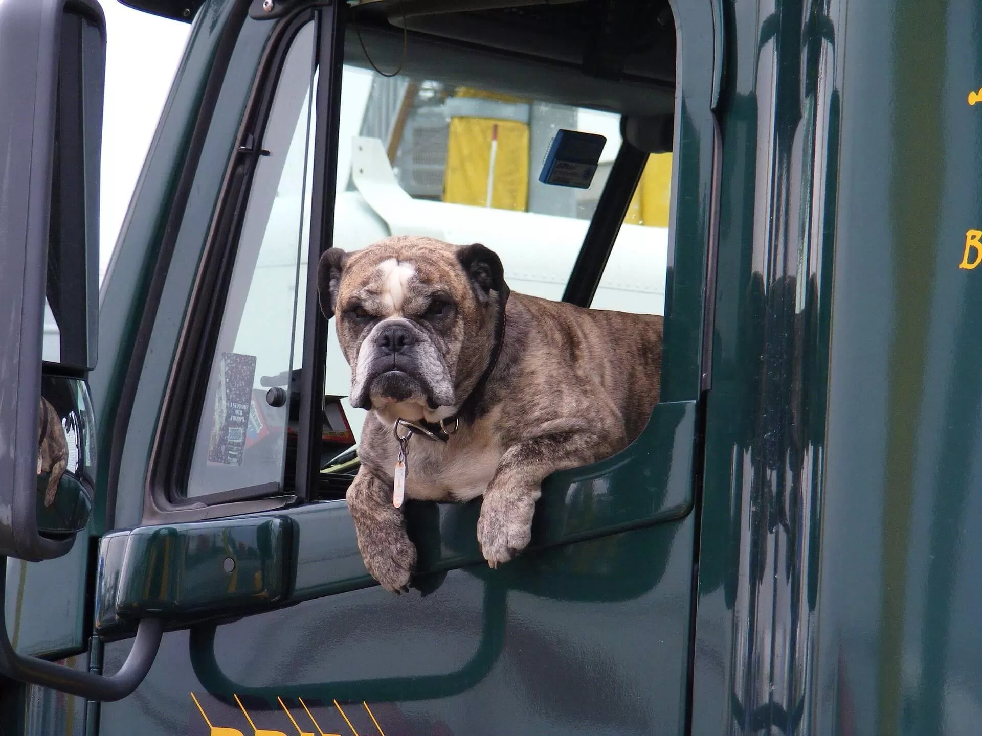 dog inside truck